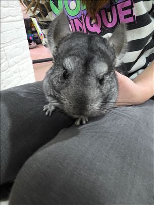 Prodajem činčilu i kavez