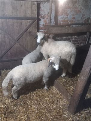 Umatičeni sjenički ovnići