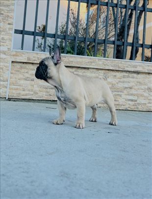 Francuski buldog stenci ~m/ž ,2,5 mes.,top line !