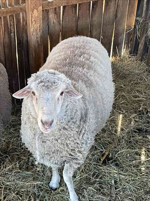 Prodajem domaceg ovna