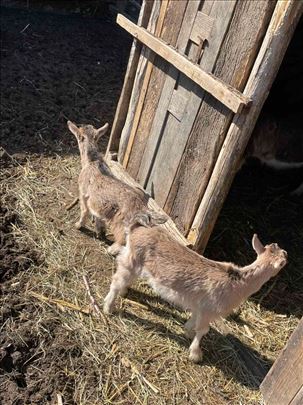 Prodajem kozu sa dva zenska jareta