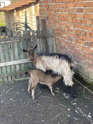 Prodajem kozu sa jaretom