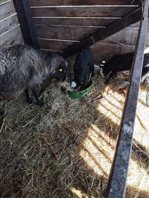 Романовске овце 