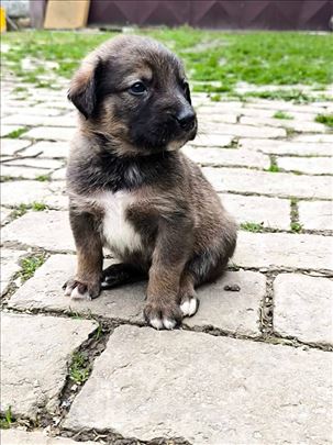 Šarplaninac, štene