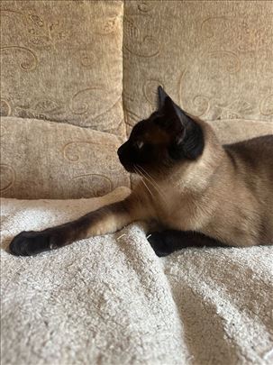 Sijamska , odrasla mačka