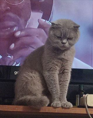 Škotski fold, mlada mačka