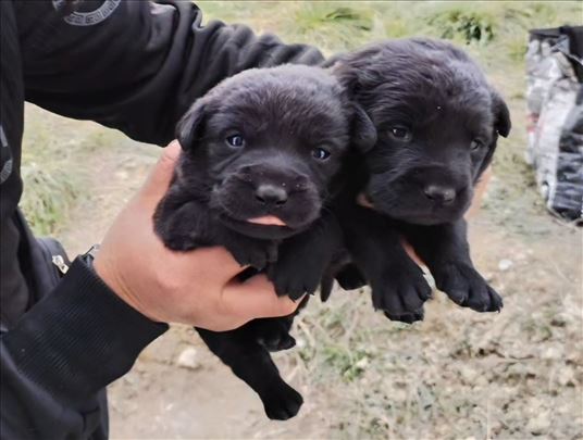 Spašene seke traže dom