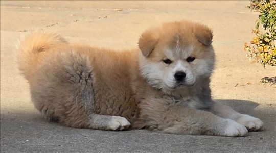 Akita Inu stenci stene