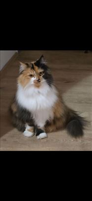 Kraljevska maca traži ozbiljne udomitelje