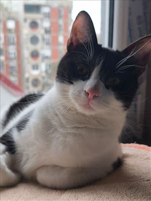 Milivoje iz Beograda