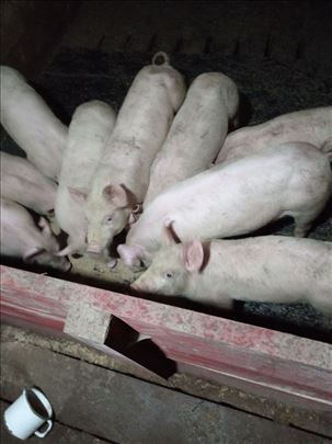 Prodajem prasiće (muške počišćene)