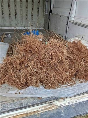 Prodajem sadnicu maline Vilamet