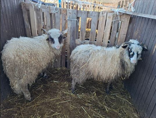 Šilježad na prodaju,musko i žensko. 