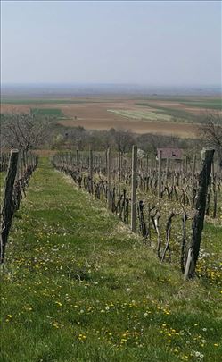 Berkasovo, vinograd 22254m2 prelep pogled HITNO!