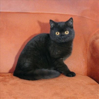 Britanska kratkodlaka, mače