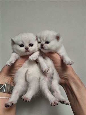 Britanska kratkodlaka, mače