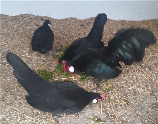 Crni Bantami jaja za nasad 