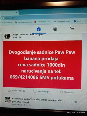 Indijanska banana PAW-PAW dvogodisnje sadnice