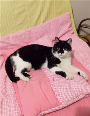 Mešanac, mlada mačka