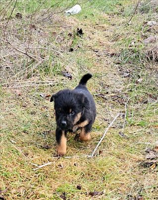 Mešanaci,  4 dečaka 