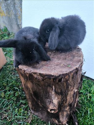 Patuljasti kunići lavlje glave i ovnoliki