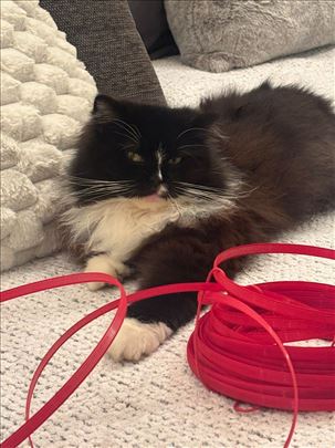 Persijska, mlada mačka