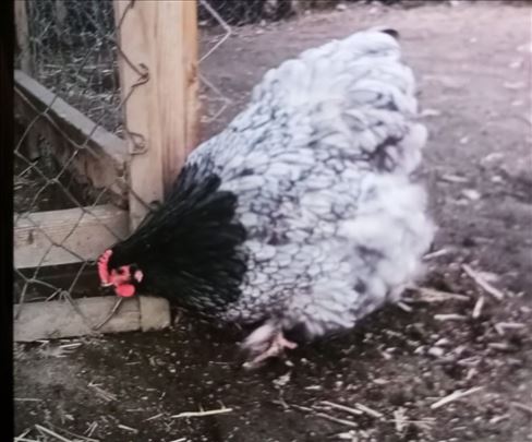 Plavi Orpington-jaja za nasad 