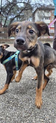 Roko traži svoje ljude