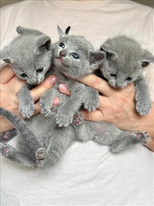 Ruska plava mačići