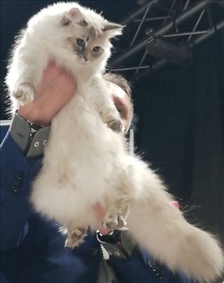 Sibirska Neva Masquerade