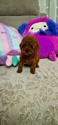 Stenci crvene toy pudle