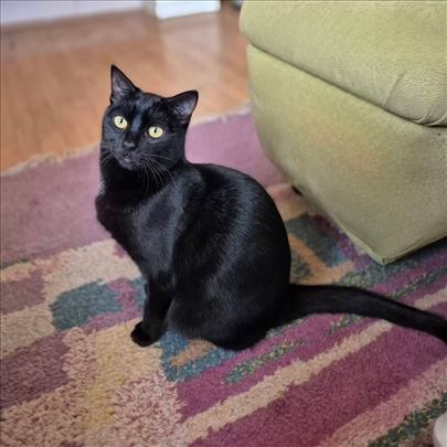 Divna SENA traži dom