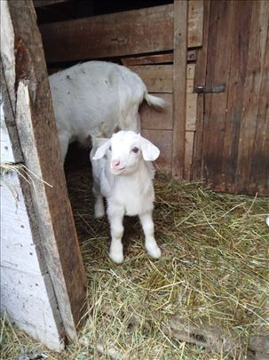 Jarici           Jarcic na prodaju unikat