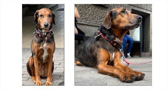 Nestala keruša u okolini Liplja