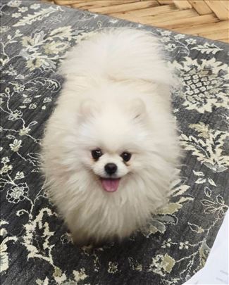 Pomeranci bele boje, Ženke