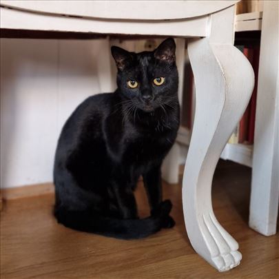 Predivni ŠEJDI traži dom