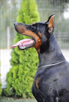 Doberman štenci