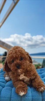  Luxury TOY i Teacup crvena Pudla