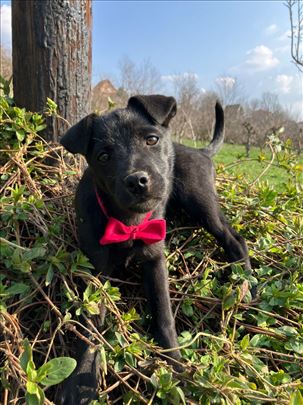 Štene Bela Šapica traži dom