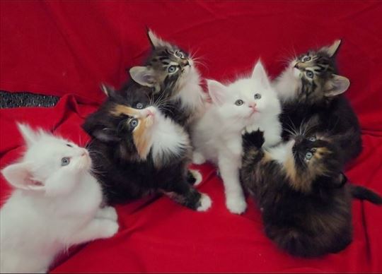 Norveška šumska, mače