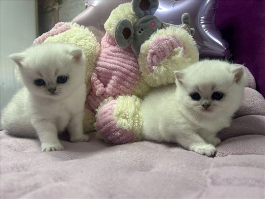 Britanska kratkodlaka, mače