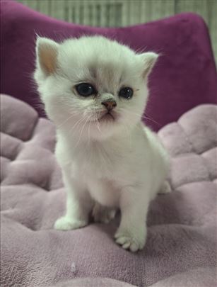 Britanska kratkodlaka, mače