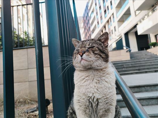 Mačak Barsik traži dom (Mešanac, odrasla mačka)