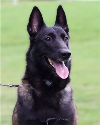 Na prodaju žensko štene Belgijskog ovčara