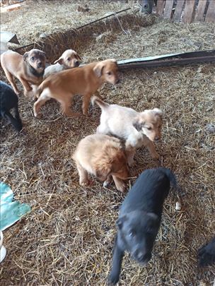 Poklanjam male kučiće