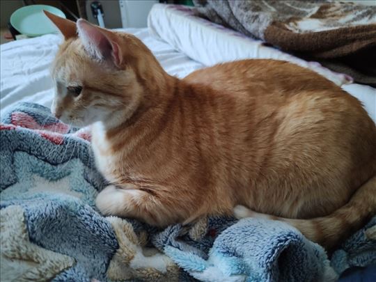 Poklanjamo umiljate mačiće i mačke, vakcinisane