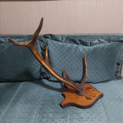 Rog jelena na postolju