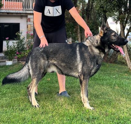 Sivi Nemački Ovčar - Proveren Mužjak Za Parenje