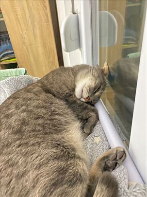 Čuvanje maca u stanu – Dorćol 