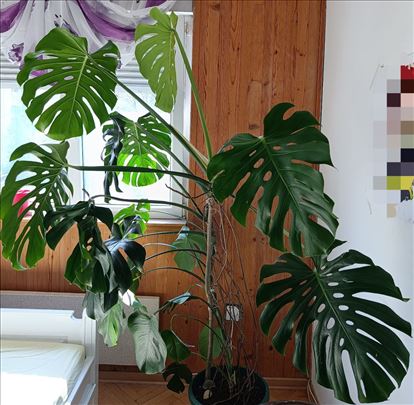 Filadendron Monstera deliciosa